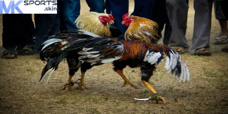 Đá Gà MKSport – Trải Nghiệm Trận Đấu Kịch Tính, Cược Lớn! 3 da ga mksport