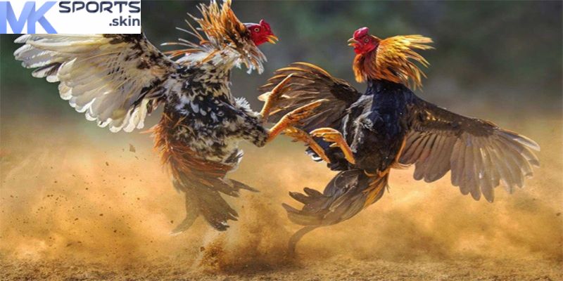 Đá Gà MKSport – Trải Nghiệm Trận Đấu Kịch Tính, Cược Lớn! 5 Lưu ý quan trọng khi tham gia Đá gà MKSport