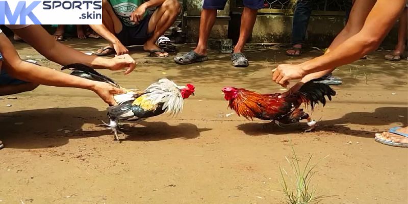 Đá Gà MKSport – Trải Nghiệm Trận Đấu Kịch Tính, Cược Lớn! 3 Thế giới game Đá gà MKSport siêu phong phú